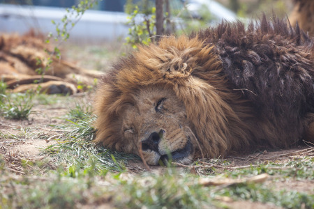 Lionsの写真素材