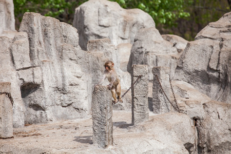 The monkeys live in the Badaling Wild Animal Park in Beijing, Chinaのeditorial素材