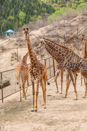 Giraffe lives in the Badaling Wild Animal Park in Beijing, Chinaのeditorial素材