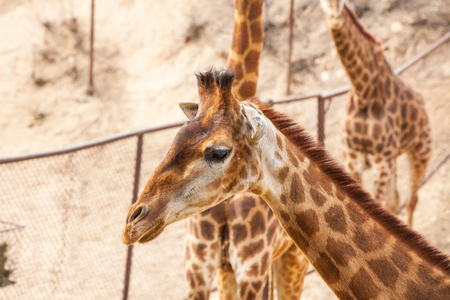 Giraffe lives in the Badaling Wild Animal Park in Beijing, Chinaのeditorial素材