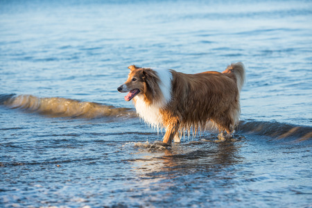 Adult Scottish Shepherd Dog Playing at the Seasideの写真素材