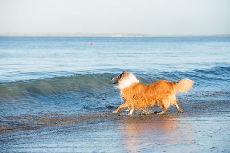 Adult Scottish Shepherd Dog Playing at the Seasideの写真素材