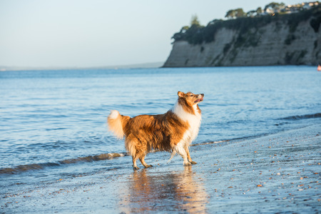 Adult Scottish Shepherd Dog Playing at the Seasideの写真素材