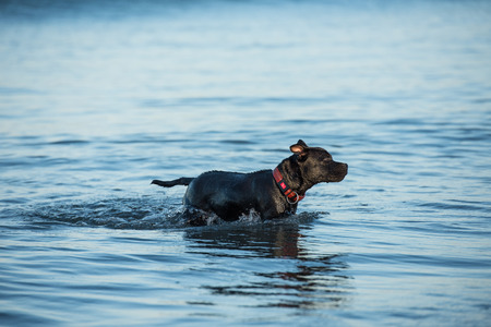 An adult hybrid dog is playing at the seasideのeditorial素材