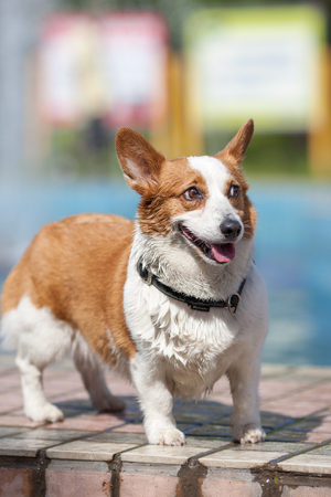 An adult welsh corgi pembroke swims in the park's poolのeditorial素材