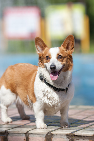 An adult welsh corgi pembroke swims in the park's poolのeditorial素材
