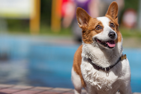 An adult welsh corgi pembroke swims in the park's poolのeditorial素材