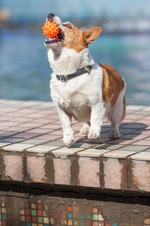 An adult welsh corgi pembroke swims in the park's poolのeditorial素材