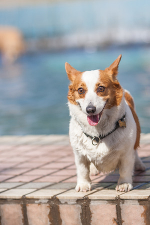An adult welsh corgi pembroke swims in the park's poolの写真素材