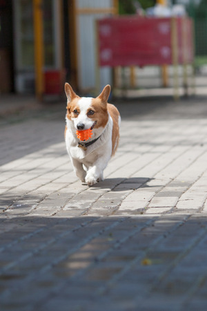 An adult Welsh Corgi dog is playing in the parkの写真素材