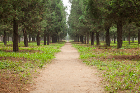 pathway in parkの写真素材