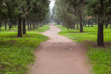 pathway in parkの写真素材