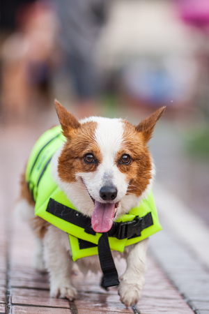 An adult welsh corgi pembroke swims in the parkの写真素材
