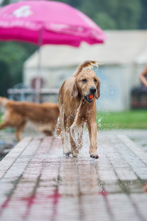 An adult Golden Retriever swims in the parkの写真素材
