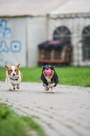 An adult welsh corgi pembroke swims in the park