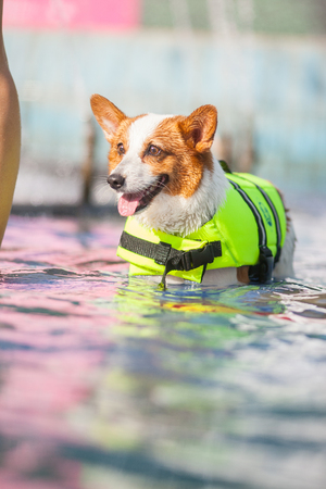 An adult welsh corgi pembroke swims in the parkの写真素材