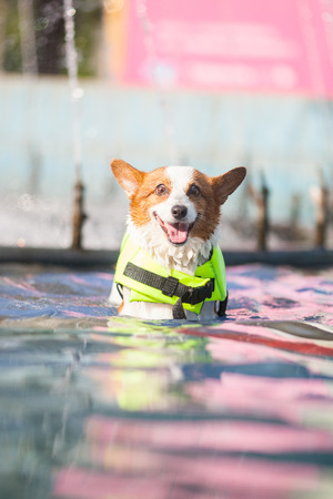 An adult welsh corgi pembroke swims in the parkの写真素材