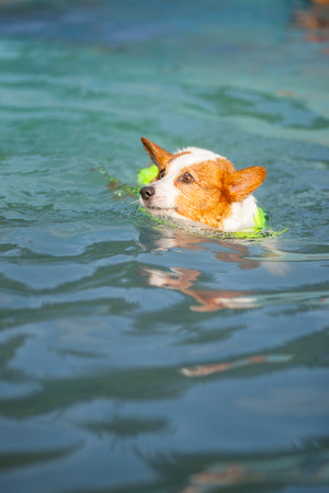 An adult welsh corgi pembroke swims in the parkの写真素材