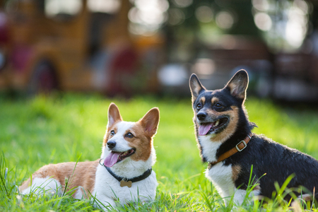 An adult welsh corgi pembroke play in the parkのeditorial素材