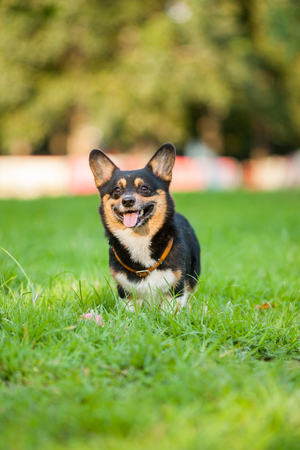 An adult welsh corgi pembroke play in the parkの写真素材