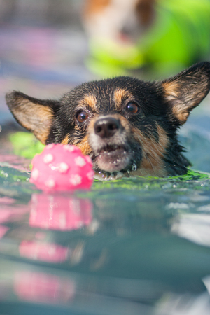 An adult welsh corgi pembroke swims in the parkの写真素材