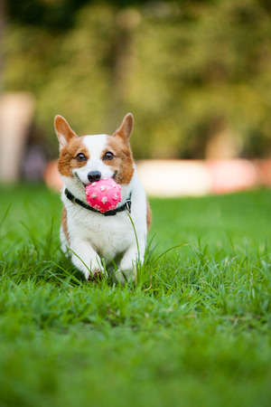 An adult welsh corgi pembroke play in the parkの写真素材