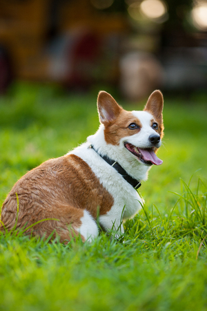 An adult welsh corgi pembroke play in the parkの写真素材