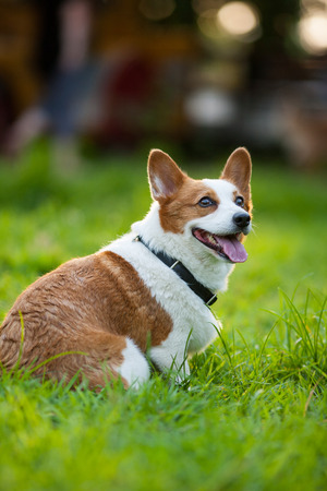 An adult welsh corgi pembroke play in the parkの写真素材