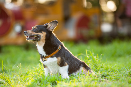 An adult welsh corgi pembroke play in the parkの写真素材