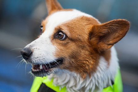 An adult welsh corgi pembroke swims in the parkの写真素材