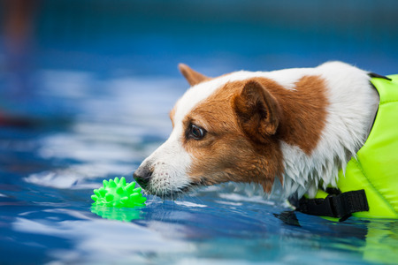 An adult welsh corgi pembroke swims in the parkの写真素材