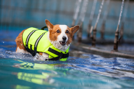 An adult welsh corgi pembroke swims in the parkの写真素材