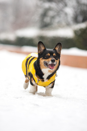 An adult welsh corgi pembroke play in the parkの写真素材