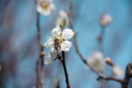 bee on the white plum blossomの写真素材