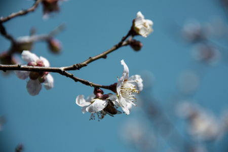 white plum blossomsの写真素材
