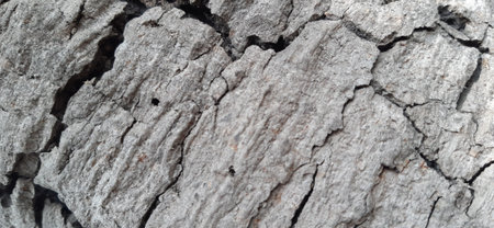 A tree has more cracks than human