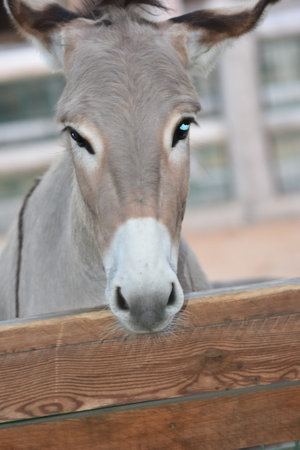Donkey