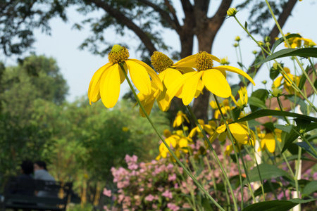 yellow flower background