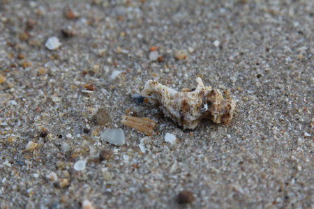 beach in the summer