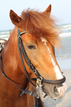A portrait of red horseの写真素材