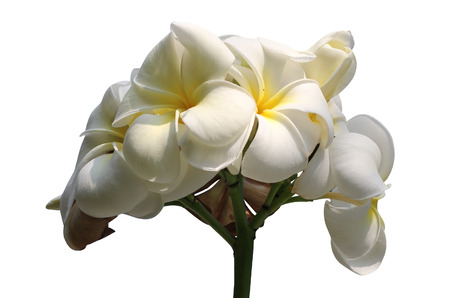 Tropical flowers frangipani  plumeria  isolated on whiteの写真素材