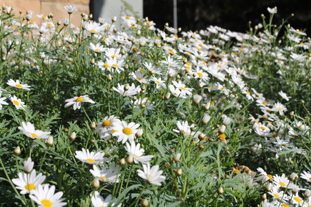 a large field of daisiesの写真素材