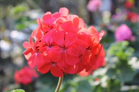 Red geranium flowerの写真素材