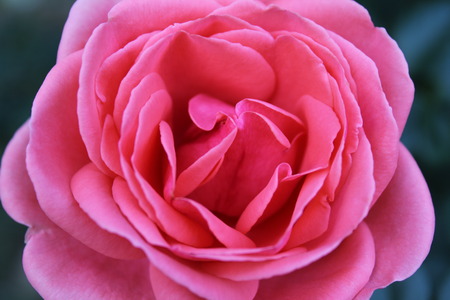 roses in the gardenの写真素材