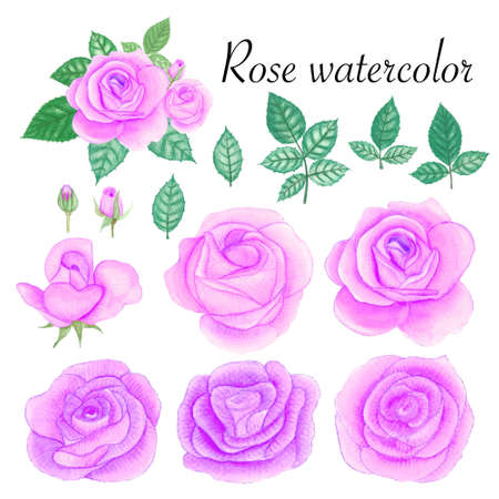 Set of rose watercolor elements. Flower, leaves, bud, botanic isolated on white background.の写真素材