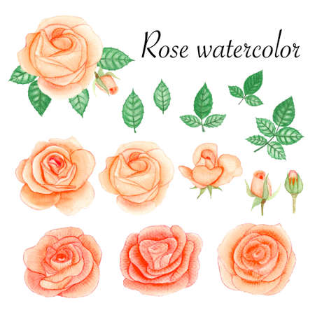 Set of rose watercolor elements. Flower, leaves, bud, botanic isolated on white background.の写真素材