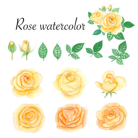 Set of rose watercolor elements. Flower, leaves, bud, botanic isolated on white background.の写真素材