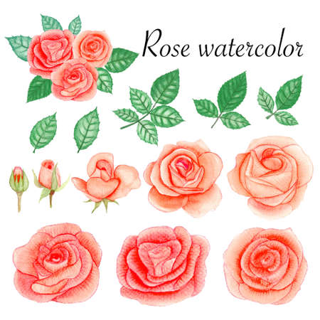 Set of rose watercolor elements. Flower, leaves, bud, botanic isolated on white background.の写真素材