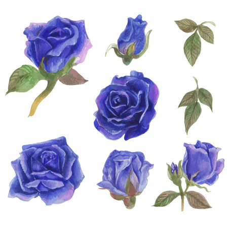 Set of rose watercolor elements. Vector illustration.のイラスト素材