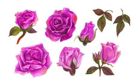 Set of rose watercolor elements. Vector illustration.のイラスト素材